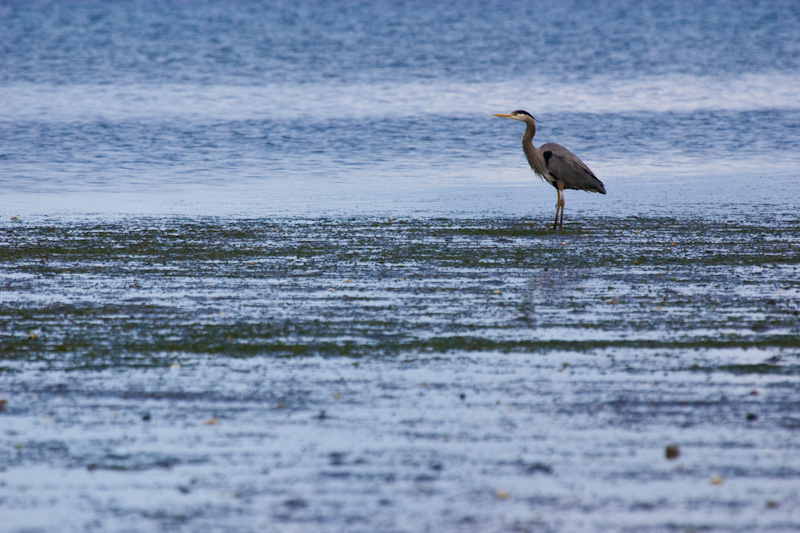 Great Blue Heron on Tidal Flat